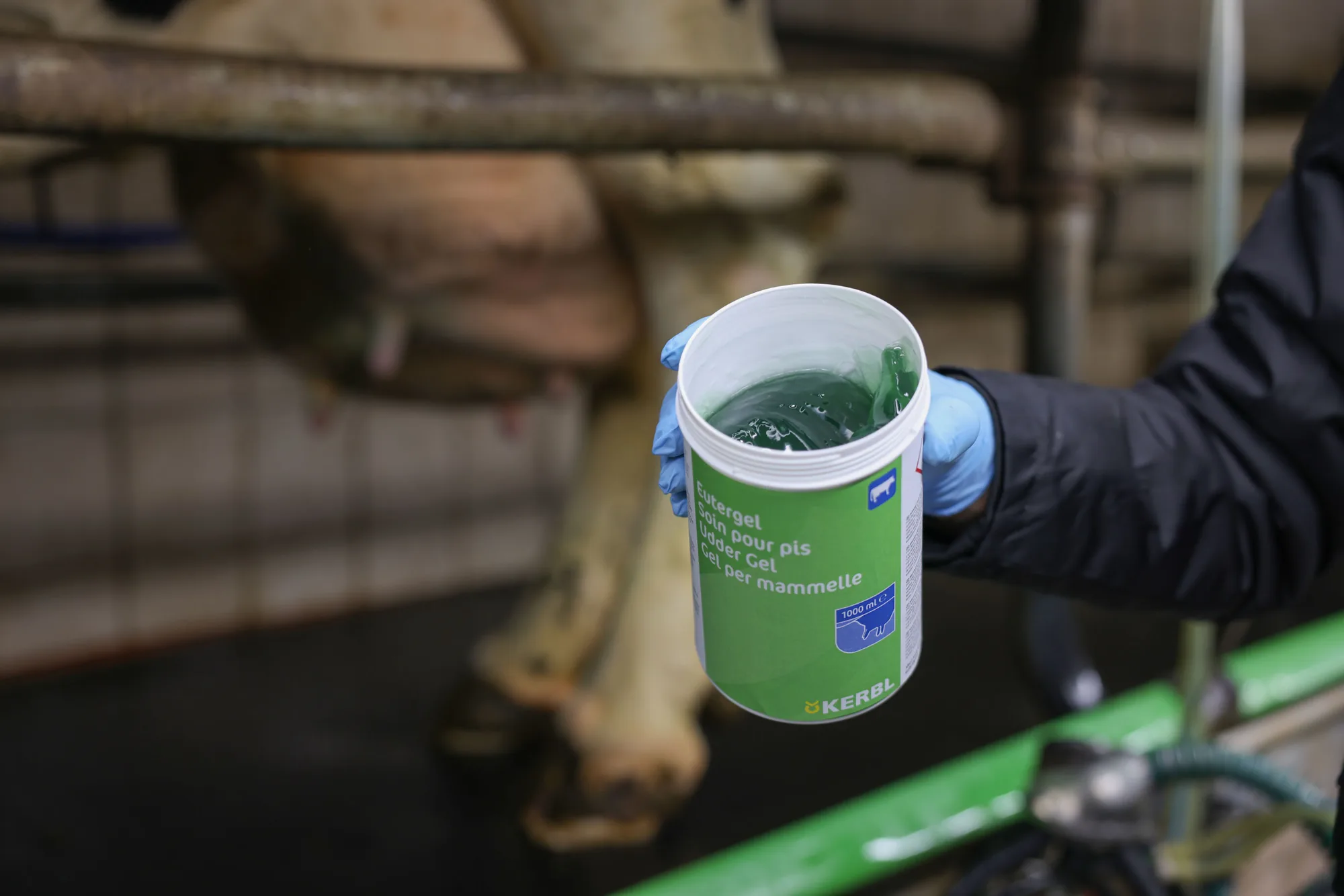 Hand mit Handschuh hält die geöffnete Kerbl Eutergel Dose mit grünem Gel