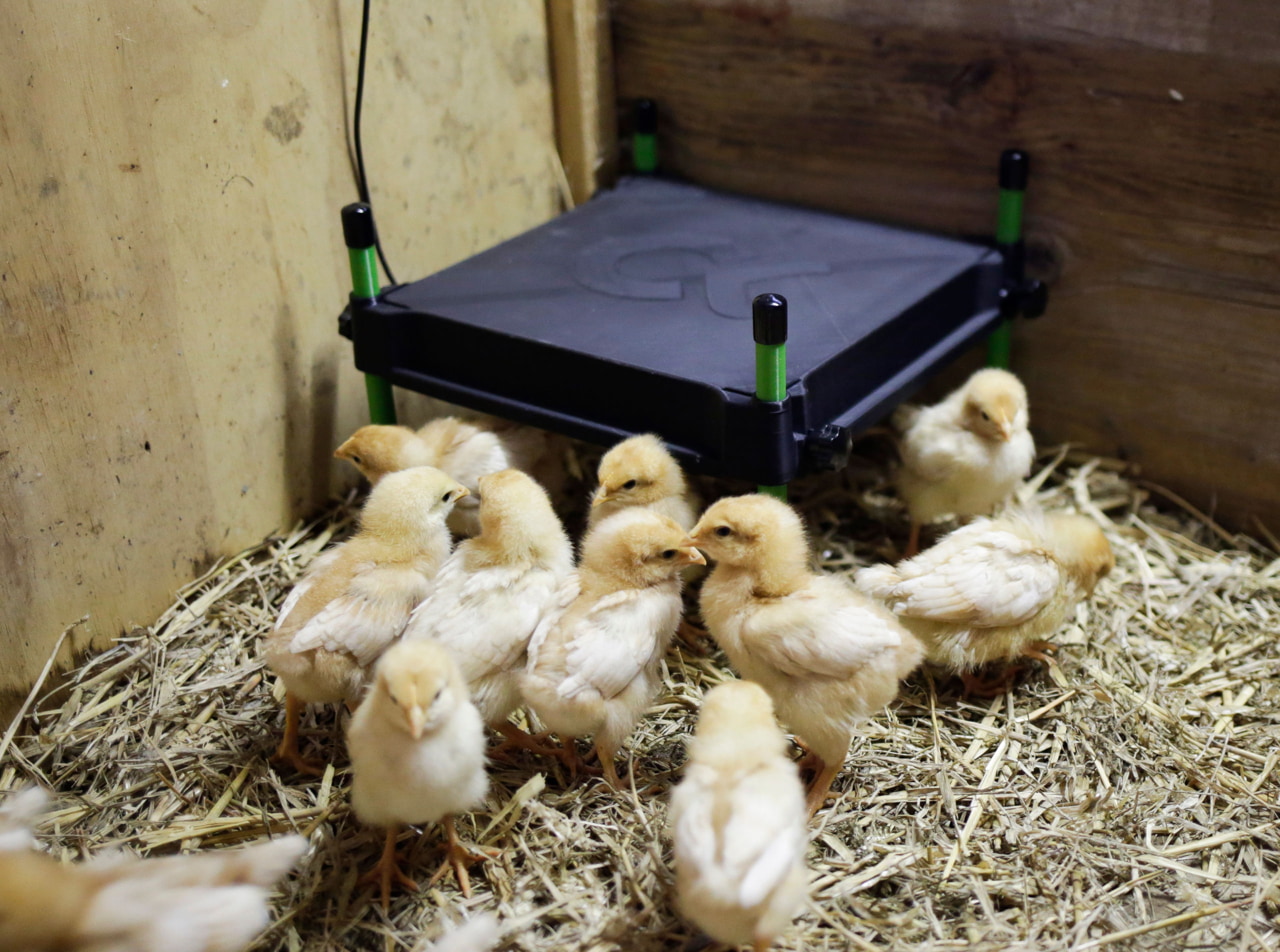 Kerbl Wärmeplatte CosyHeat 30x30 cm - Energiesparende Heizung für Küken, mit integriertem Thermostat, ideal für Landwirte und Tierhalter.