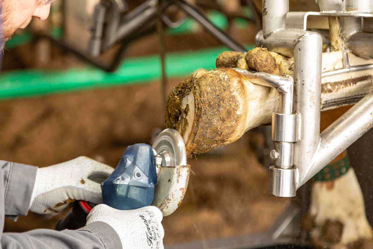 Kerbl Klauen-Schneidscheibe 6 Cut – Effiziente Klauenpflege für Rinderhalter und Landwirte Kerbl Klauen-Schneidscheibe 6 Cut – Effiziente Klauenpflege für Rinderhalter und Landwirte
