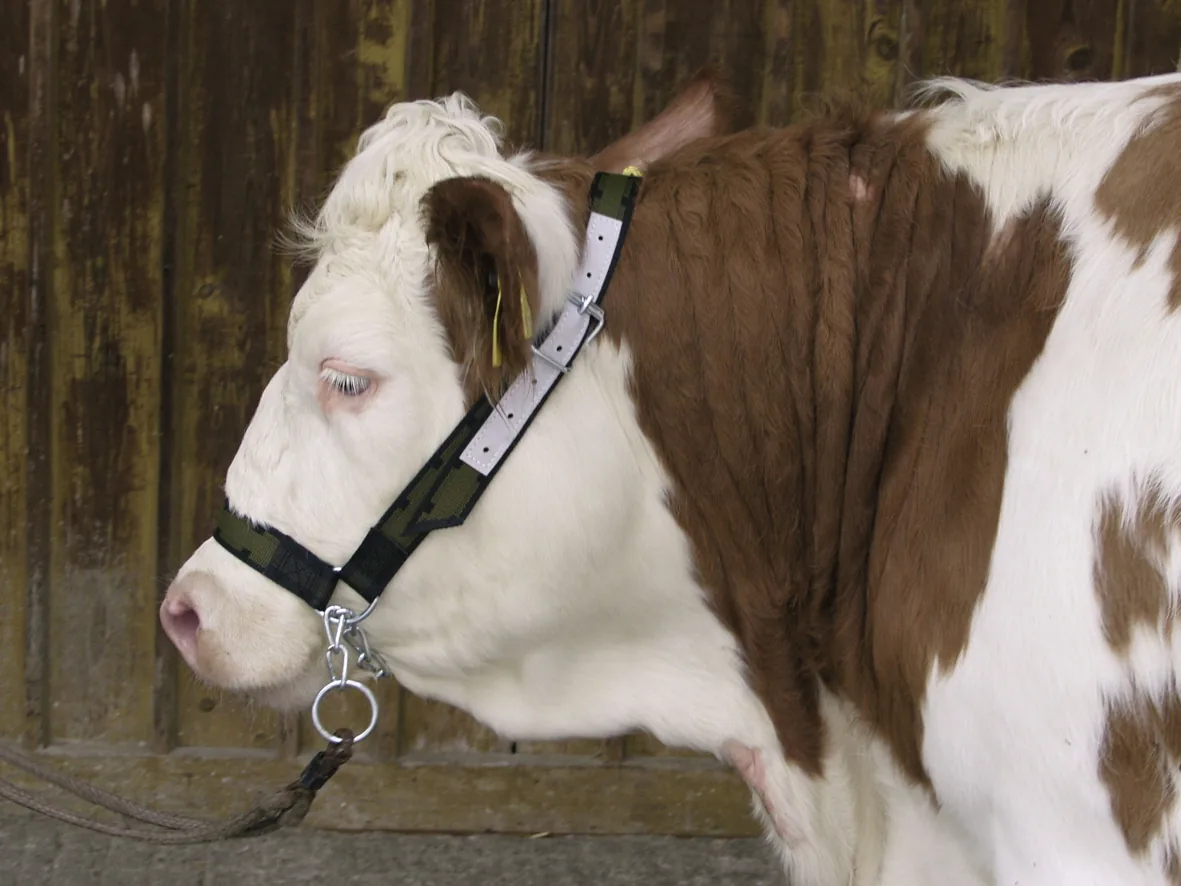 Rind mit angelegtem Kuhhalfter und Kinnkette im Stall, Kopf im Profil