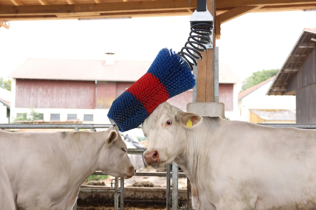 Kerbl HAPPYCOW FlexiSwing Kuhbürste, Rind an der Bürste vor offenem Stalltor