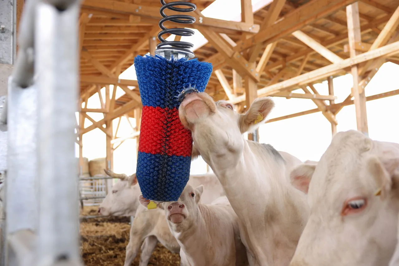 Kerbl HAPPYCOW FlexiSwing Kuhbürste, Rind reibt sich an der blau-roten Bürste im Stall