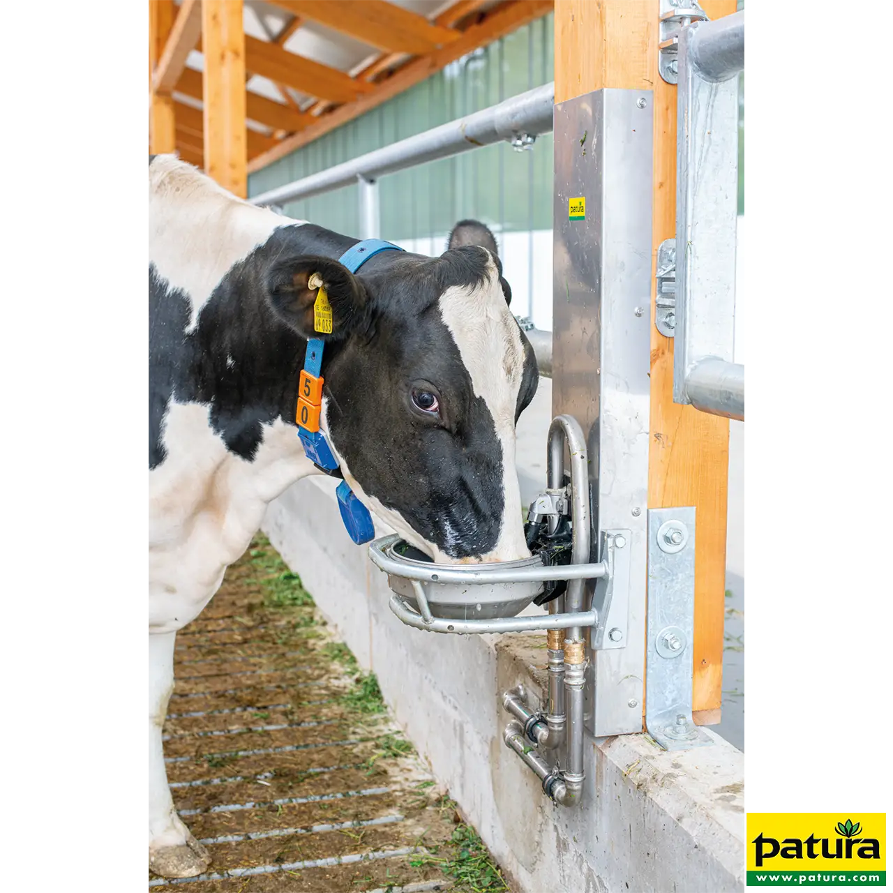 Kuh trinkt aus dem Patura Edelstahl-Becken Modell 180P im Stall