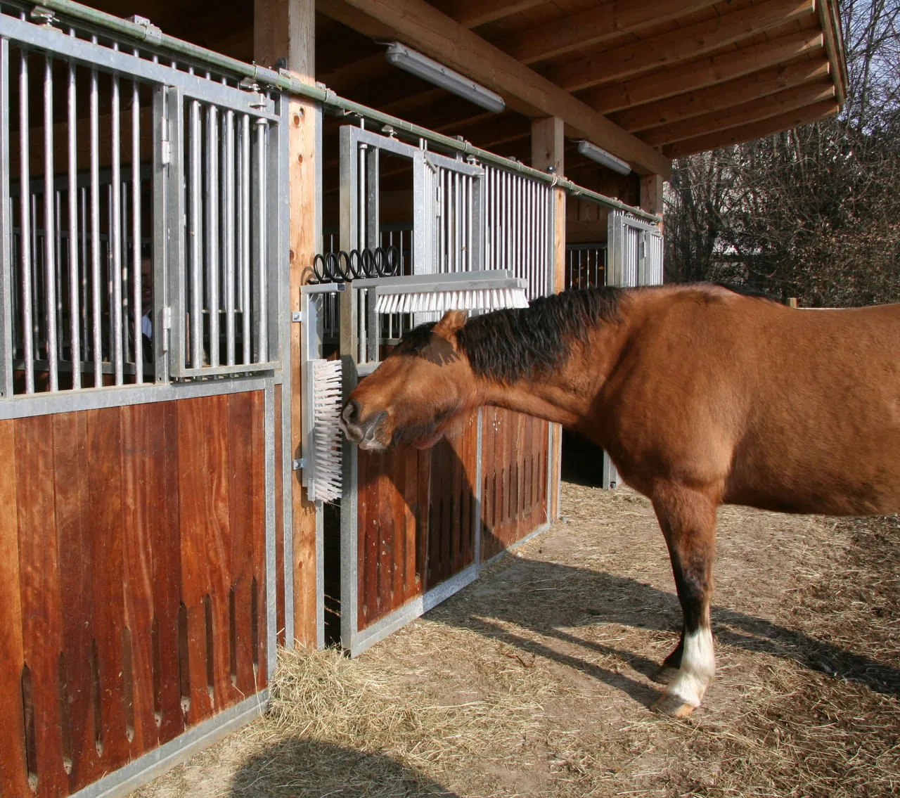 Pferd nutzt die an der Boxenfront montierte TEXAS-Viehbürste