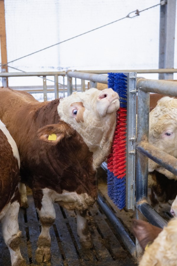 Kerbl Kratzbürste HAPPYCOW Bully | Robuste Kuhbürste für Rinder & Pferde