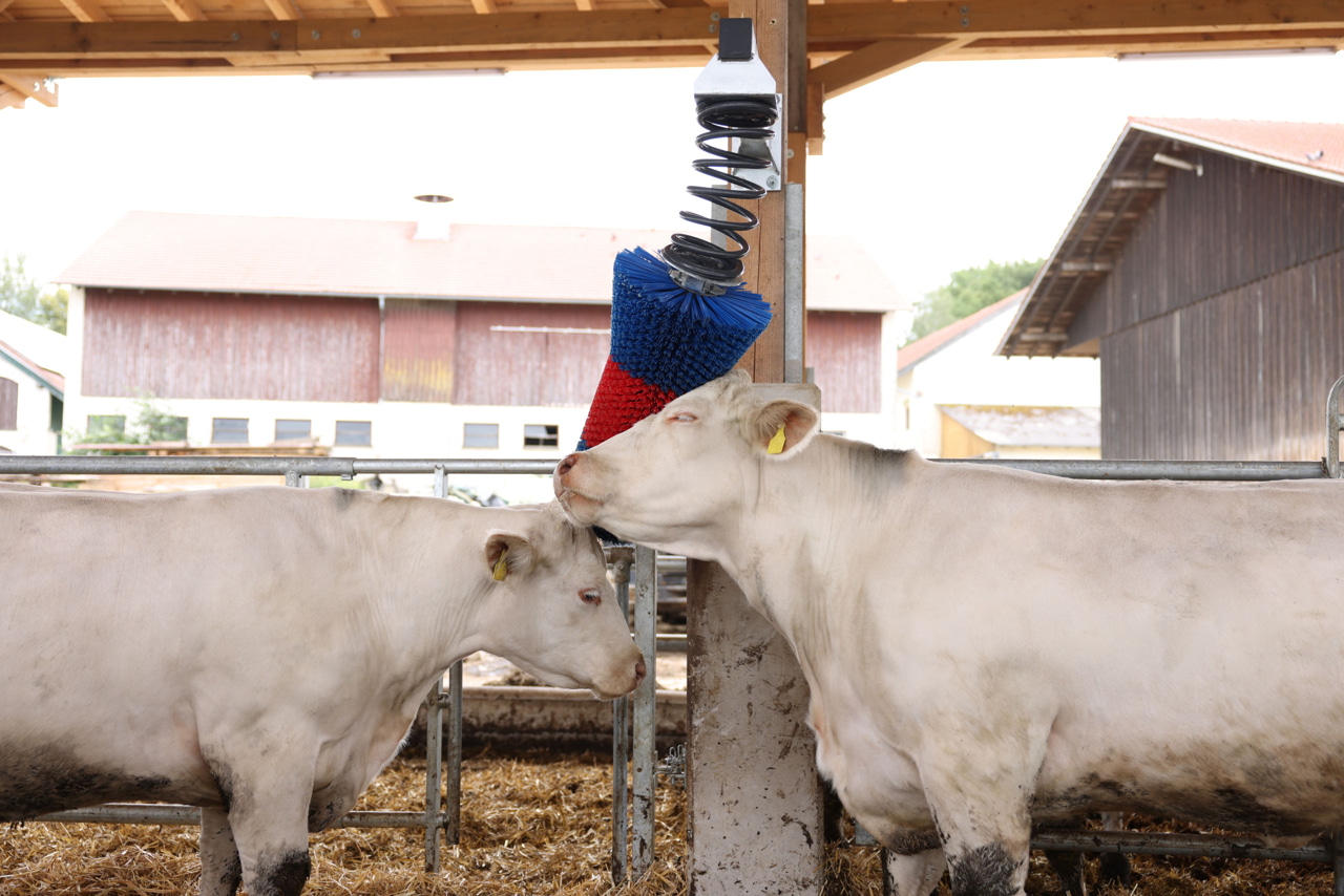 Kerbl HAPPYCOW FlexiSwing Viehbürste – Pendelbürste für Rinder und Pferde zur Fellpflege und Beschäftigung Kerbl HAPPYCOW FlexiSwing Viehbürste – Pendelbürste für Rinder und Pferde zur Fellpflege und Beschäftigung