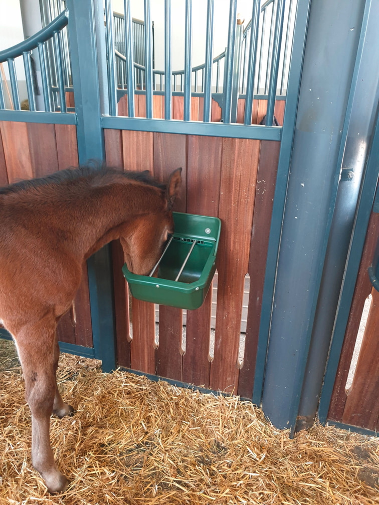 Kerbl Fohlen-Futtertrog 9 Liter - Hervorragend für die Fütterung von jungen Pferden im Stall Kerbl Fohlen-Futtertrog 9 Liter - Hervorragend für die Fütterung von jungen Pferden im Stall