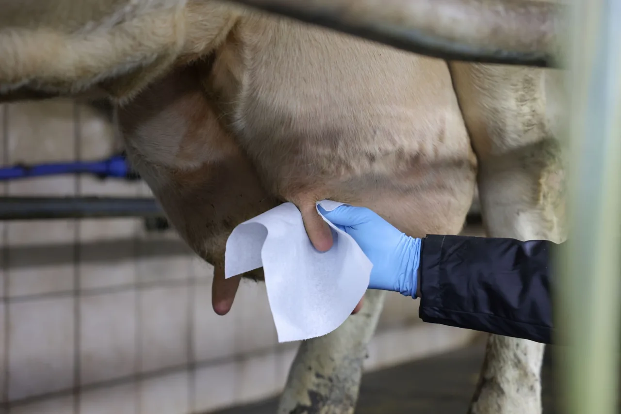 Reinigung eines Euters mit Kerbl UdderoClean Euterpapier