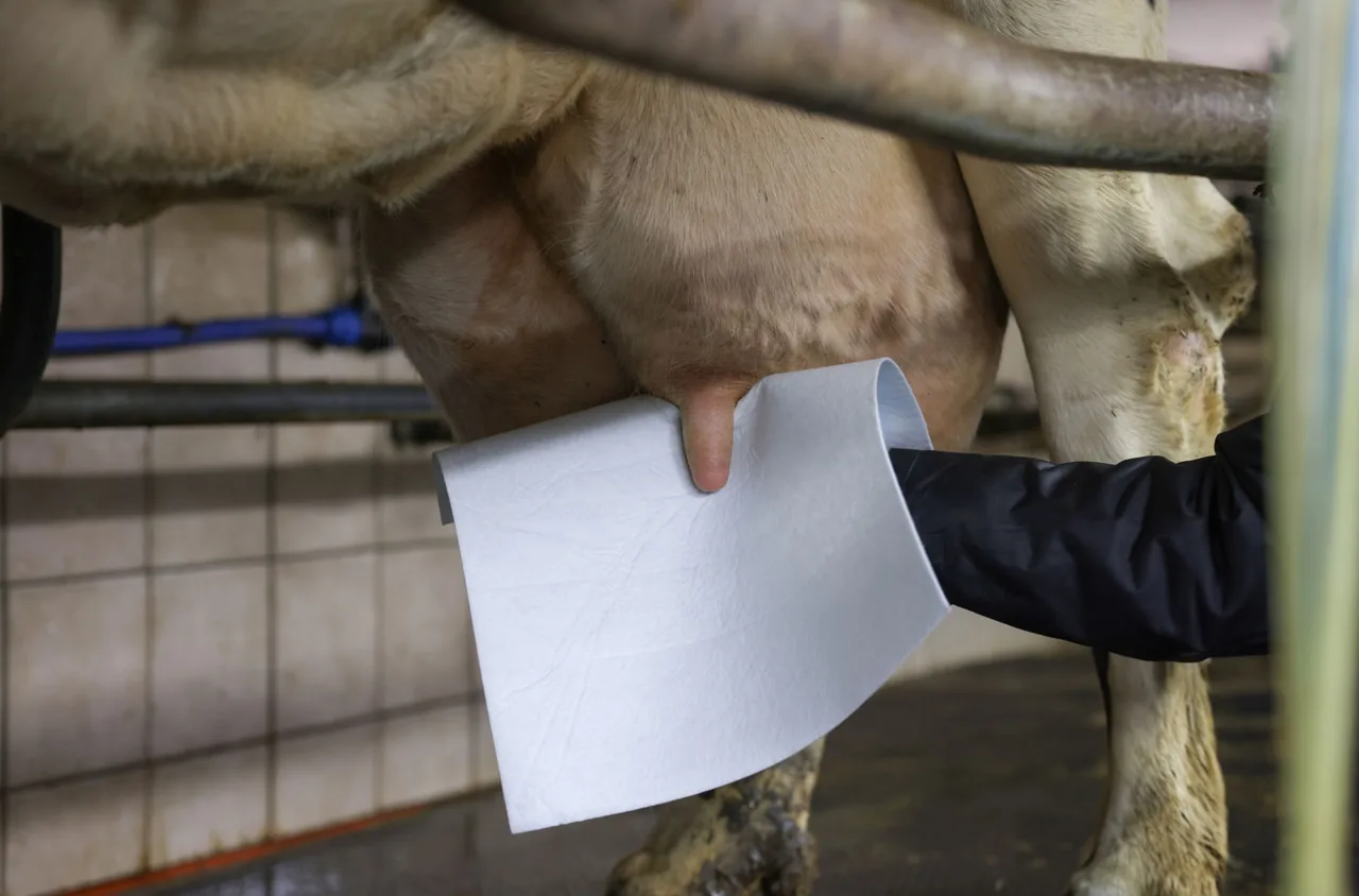 Hand reinigt ein Euter mit dem Uddero-Clean-Eutertuch
