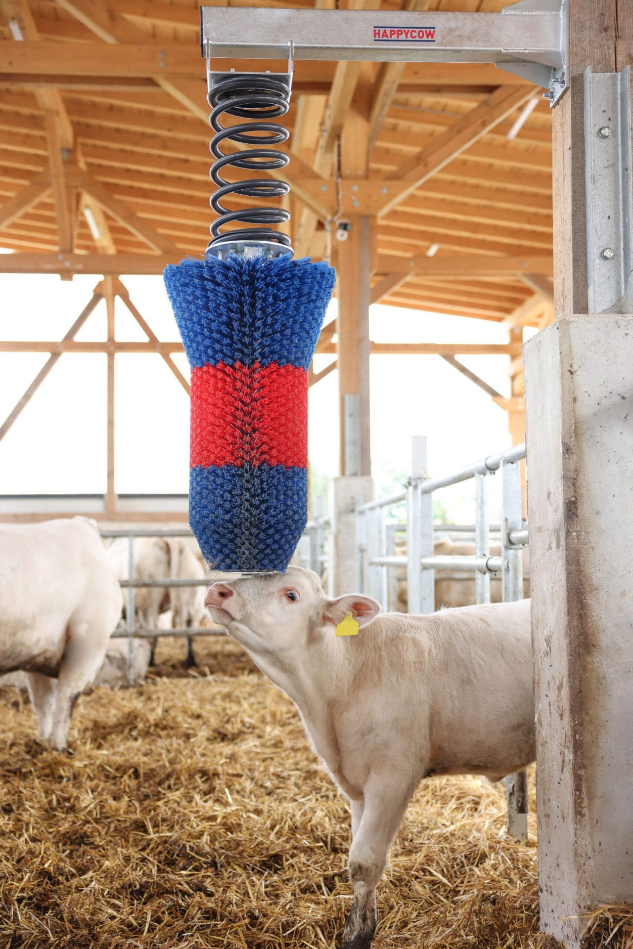 Eine Kuh kratz ihren Kopf an der Kerbl HAPPYCOW FlexiSwing Viehbürste mit Federarm