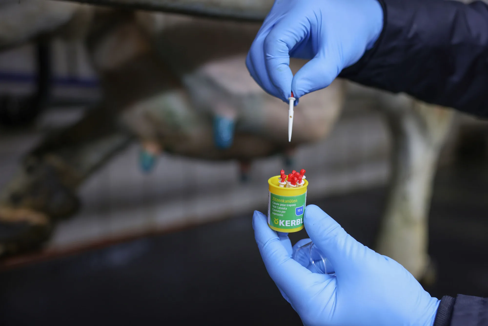 Hände halten die Kerbl Zitzenkanülen-Dose vor dem Euter