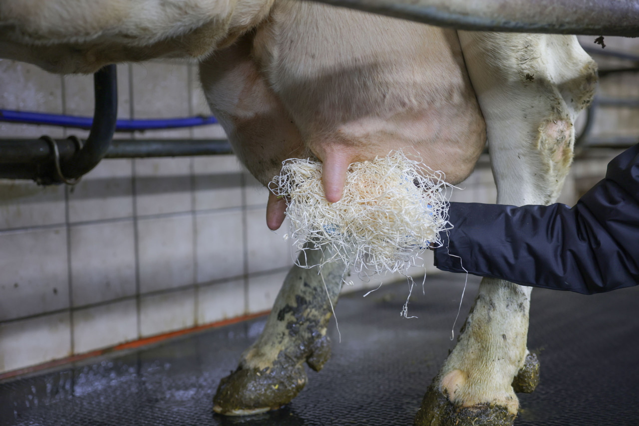 Euterholzwolle Kerbl 12 kg - Extra Fein für Euterhygiene und Massageeffekt Euterholzwolle Kerbl 12 kg - Extra Fein für Euterhygiene und Massageeffekt