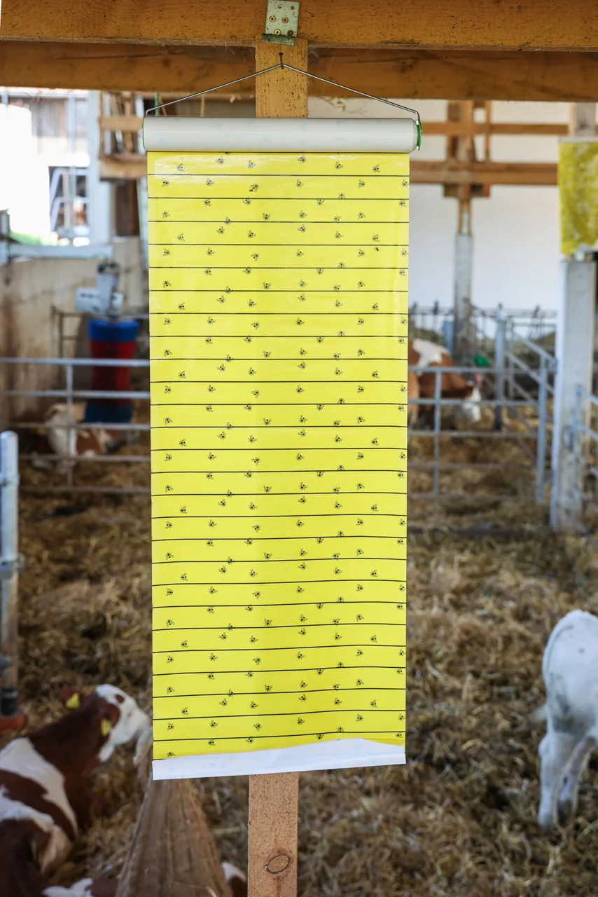 Große gelbe Stall-Fliegenrolle JumboXL hängt im Stall