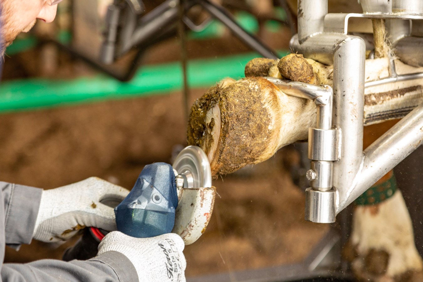 Kerbl Klauen-Schneidscheibe 6 Cut – Effiziente Klauenpflege für Rinderhalter und Landwirte