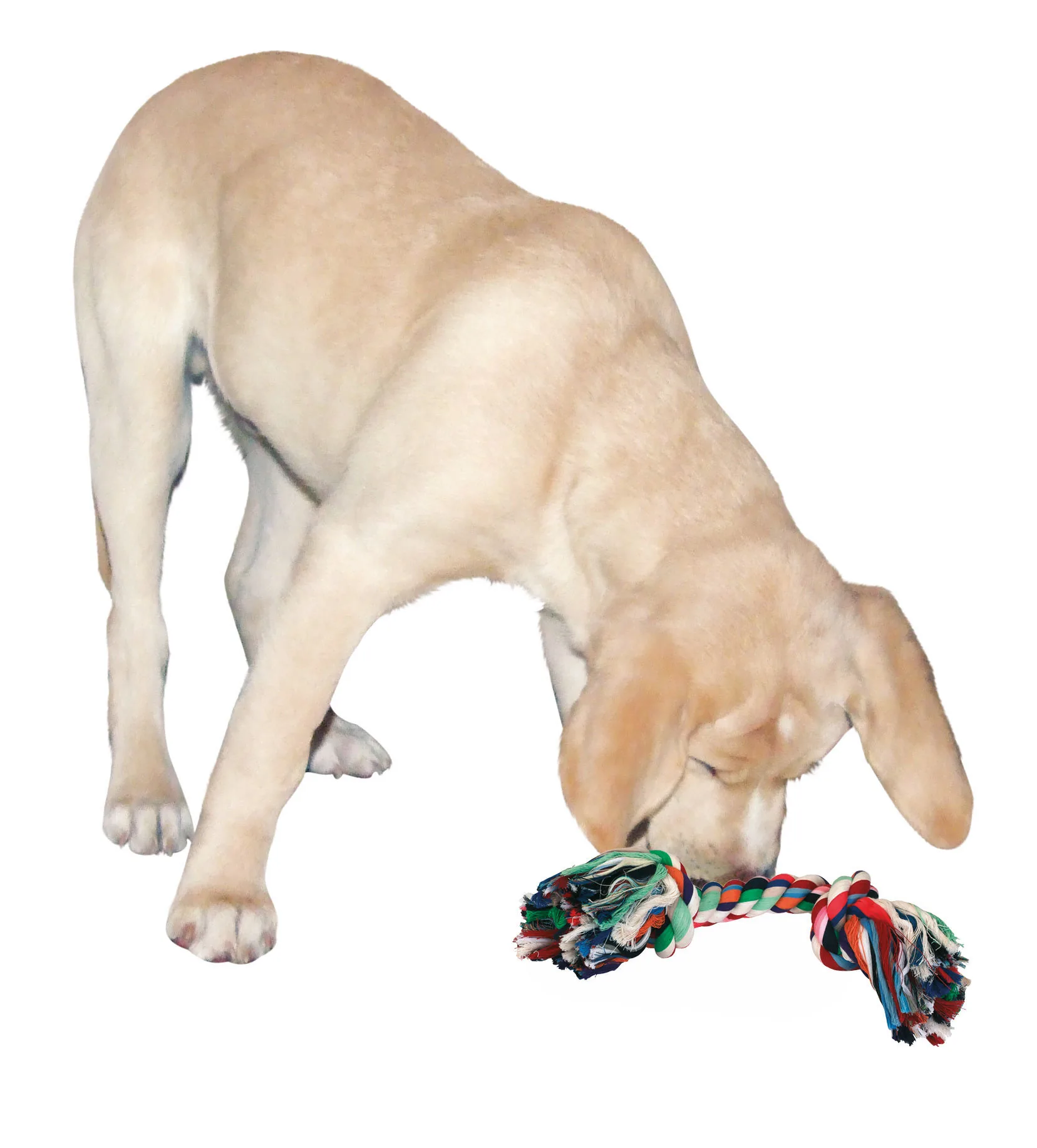 Labrador spielt mit dem bunten Baumwoll-Zahnknoten