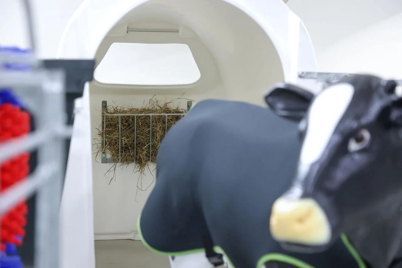 Verzinkte Kerbl Heuraufe in einer Kälberbox mit Tierattrappe