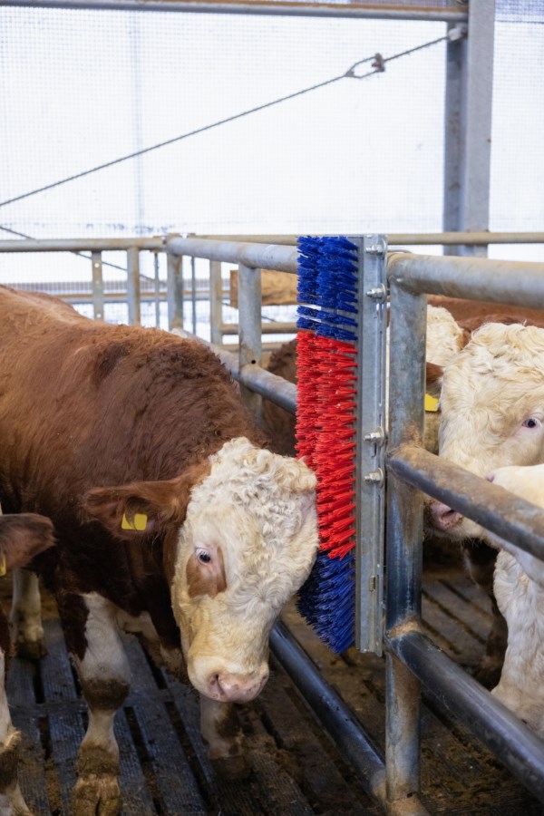 Kerbl Kratzbürste HAPPYCOW Bully | Robuste Kuhbürste für Rinder & Pferde