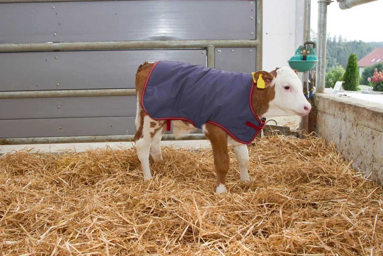 Kalb mit grau-roter ThermoPlus-Kälberdecke seitlich in der Strohbox