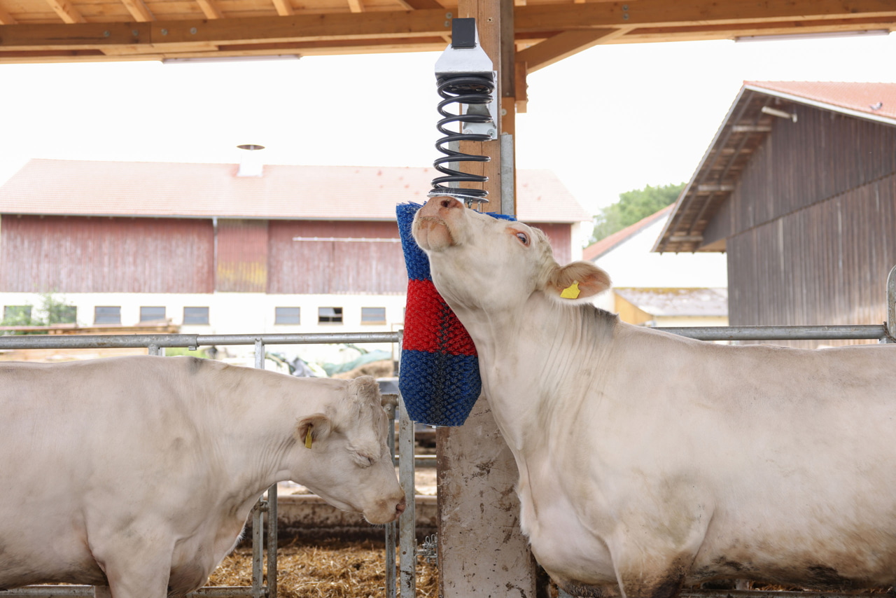 Kerbl HAPPYCOW FlexiSwing Viehbürste – Pendelbürste für Rinder und Pferde zur Fellpflege und Beschäftigung Kerbl HAPPYCOW FlexiSwing Viehbürste – Pendelbürste für Rinder und Pferde zur Fellpflege und Beschäftigung