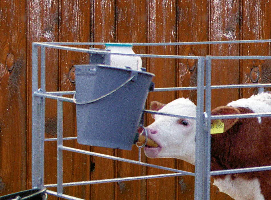 Kerbl Kälbertränkeimer am Gitter eingehängt, Kalb trinkt