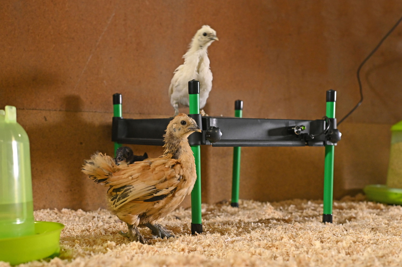 Kerbl Wärmeplatte CosyHeat 30x30 cm - Energiesparende Heizung für Küken, mit integriertem Thermostat, ideal für Landwirte und Tierhalter. Kerbl Wärmeplatte CosyHeat 30x30 cm - Energiesparende Heizung für Küken, mit integriertem Thermostat, ideal für Landwirte und Tierhalter.