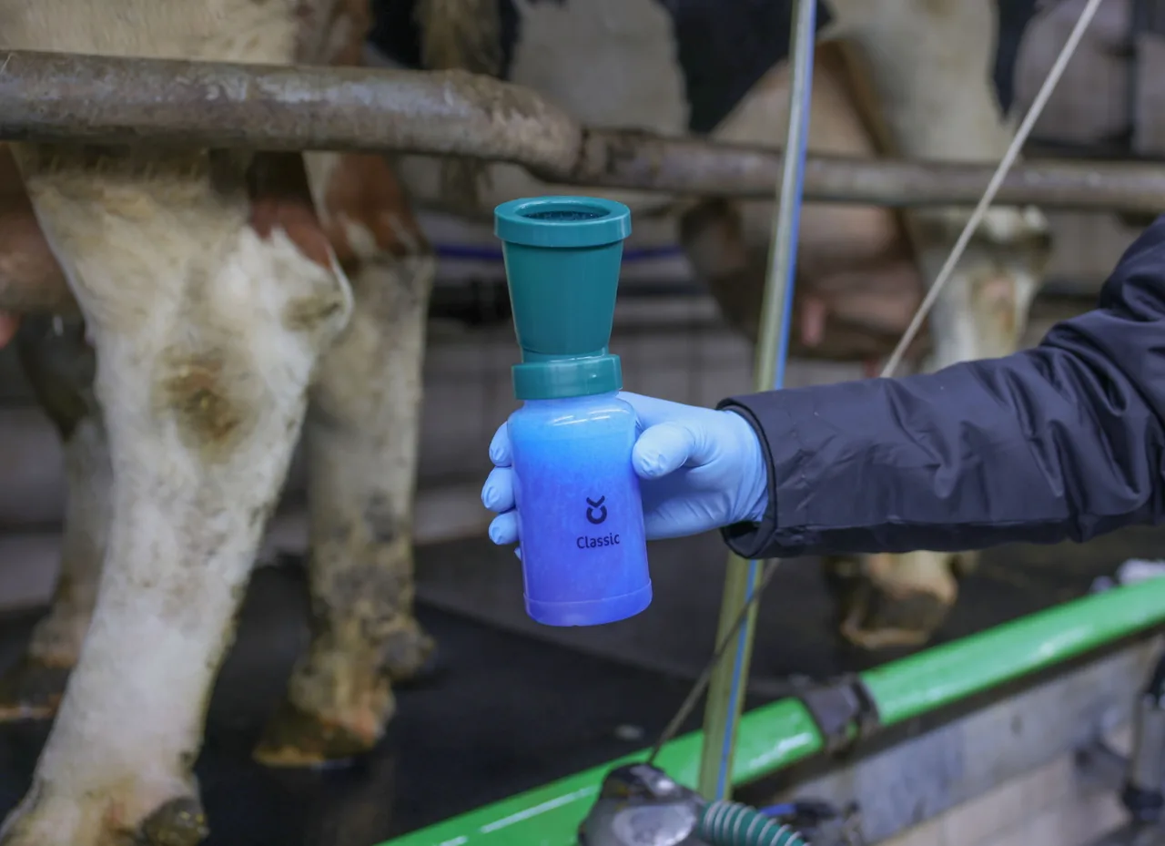 Melker taucht eine Zitze mit blauem Dippbecher im Melkstand