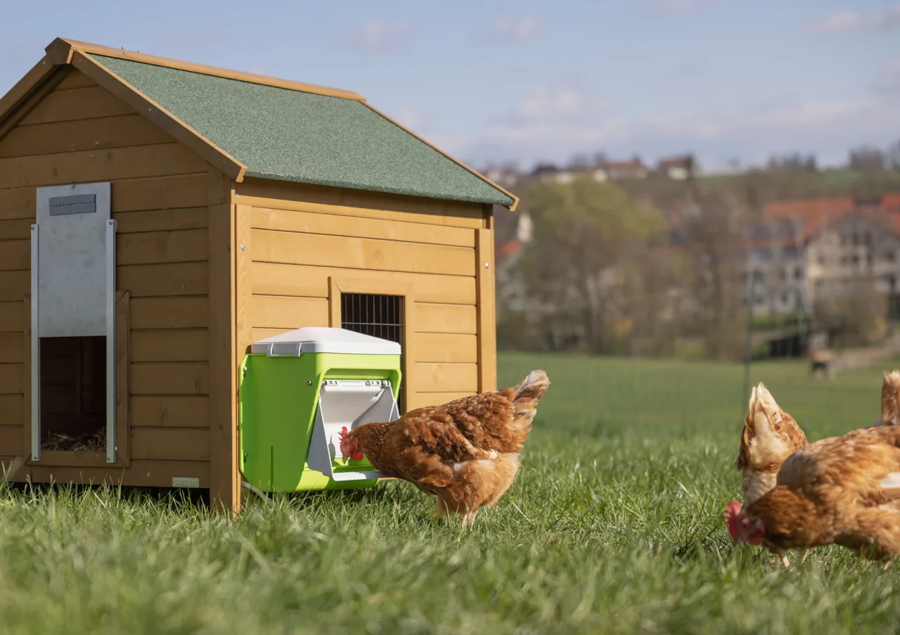 Kerbl SmartCoop Hühnerfutterautomat vor einem Holzstall mit pickenden Hühnern