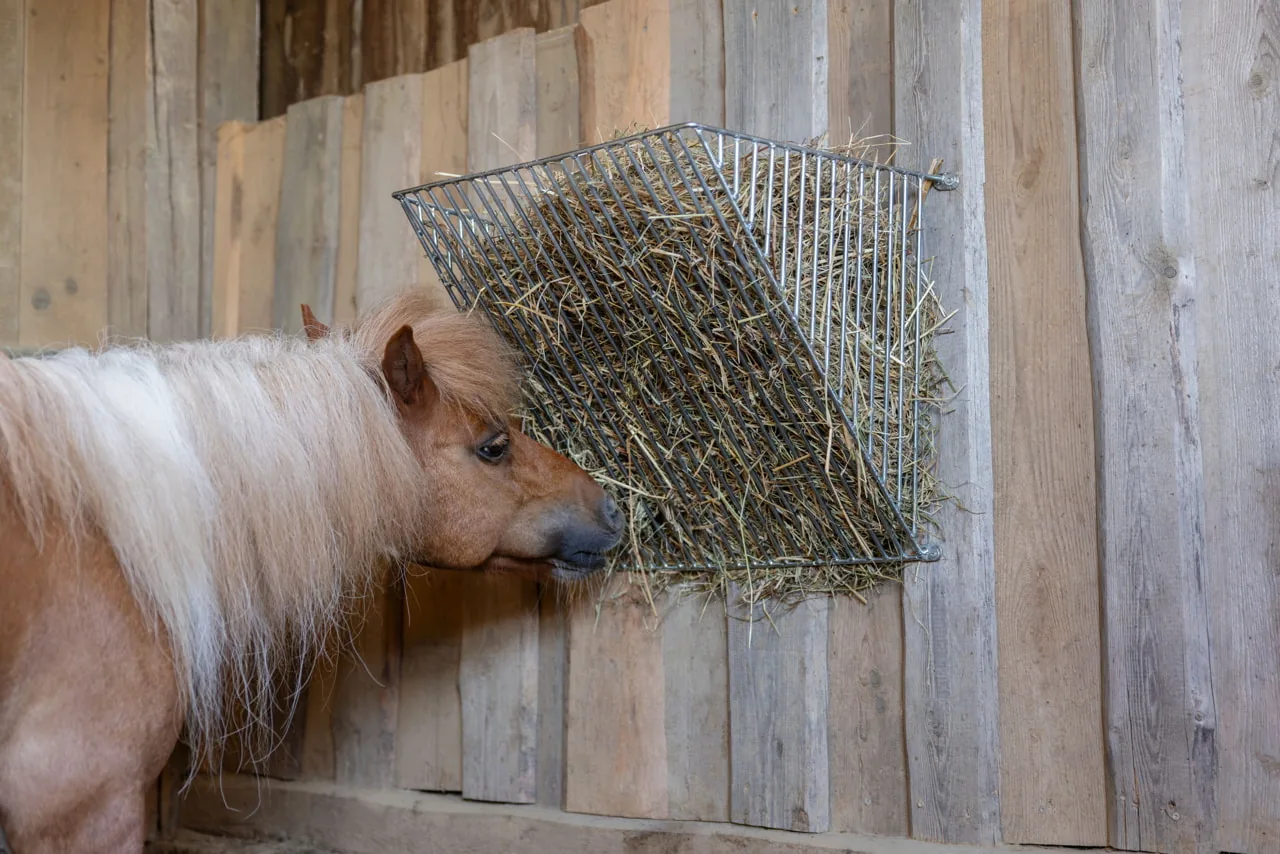 Pony frisst Heu aus einer verzinkten Kerbl Futtersparraufe an der Stallwand