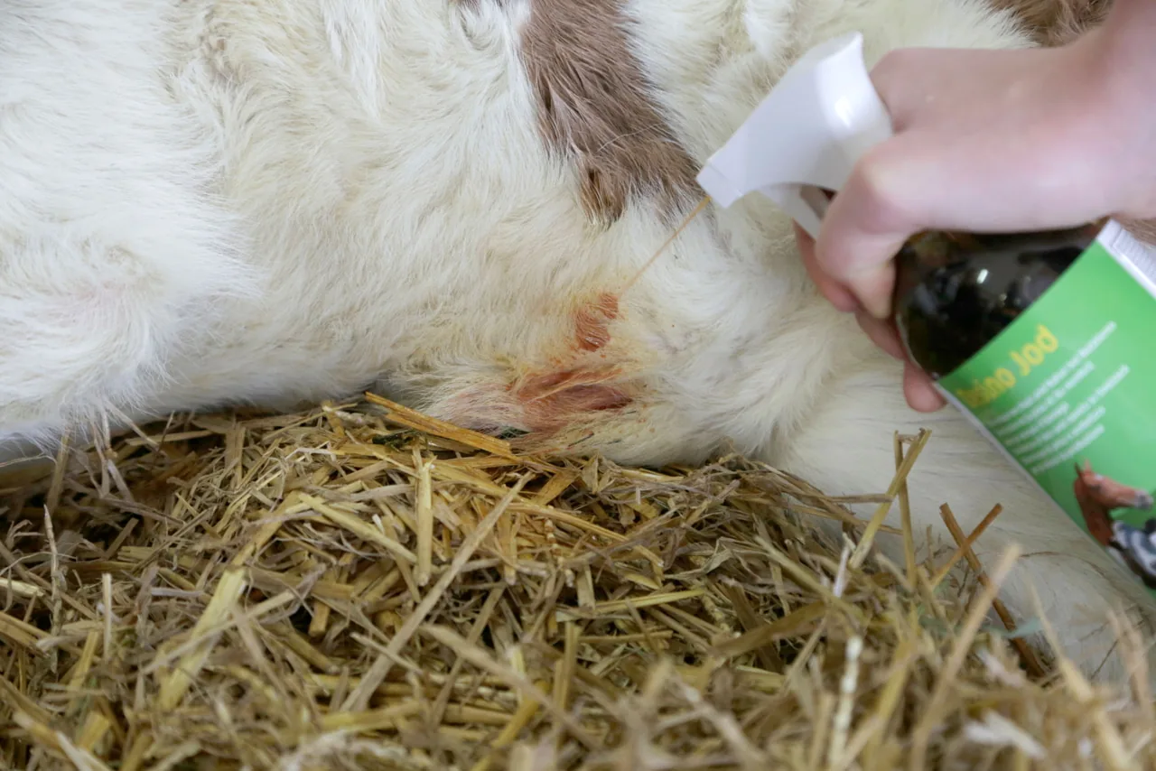 Hand sprüht Kerbl Desino Jod Desinfektionsspray auf den Nabel eines weißen Kalbs