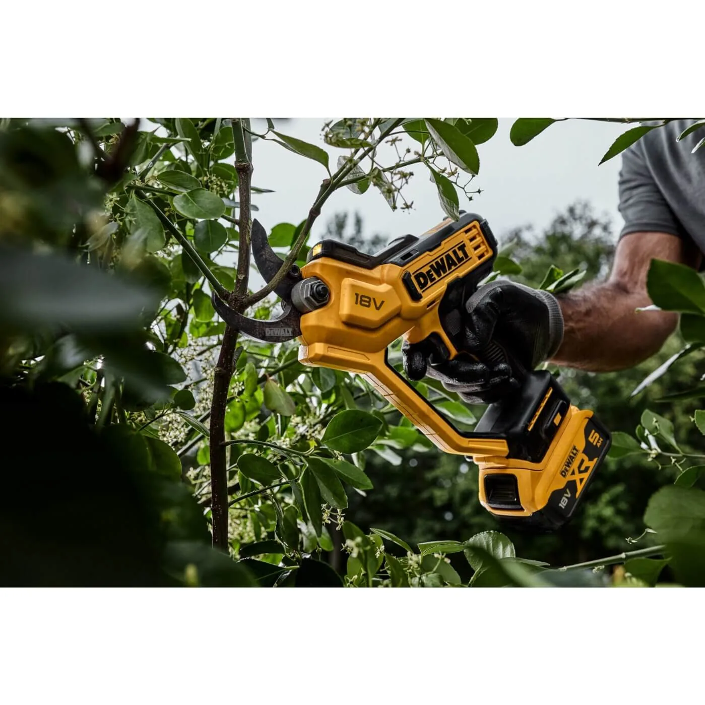 DeWalt DCMPP568N Akku-Astschere im Einsatz im Geäst