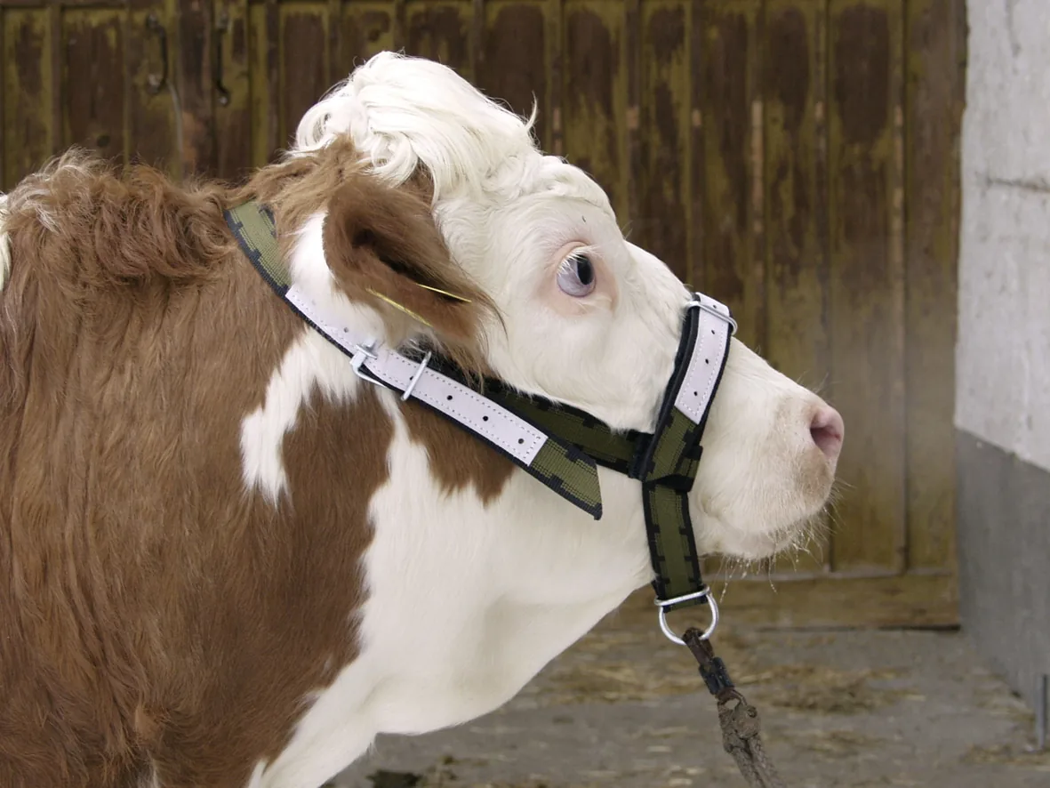 Rind mit angelegtem Halfter im Stall, Kopf im Profil