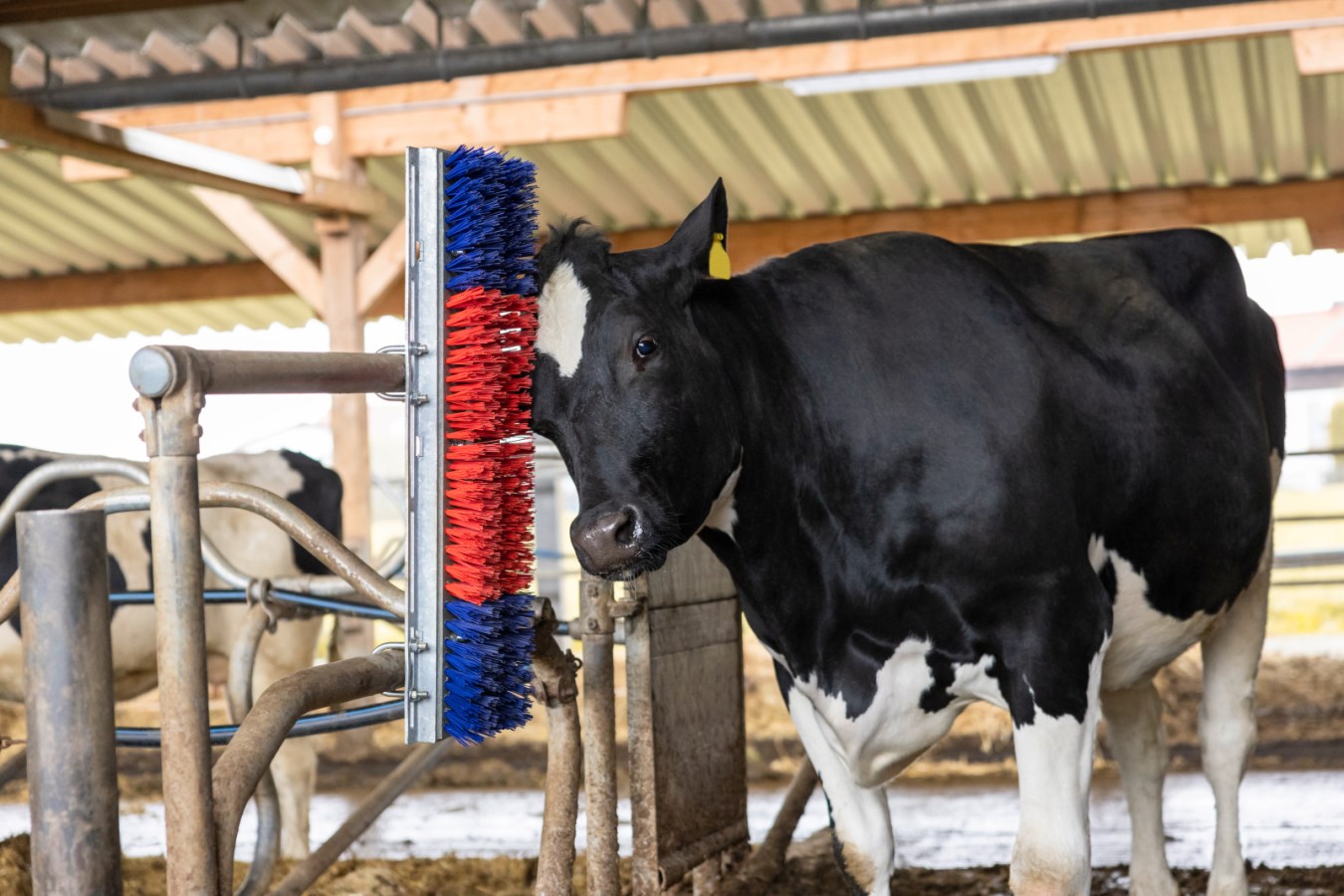 Kerbl Kratzbürste HAPPYCOW Bully | Robuste Kuhbürste für Rinder & Pferde