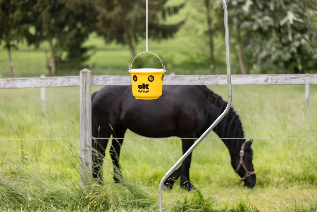 cit FlyCage6 Fliegenfalle am Ständer, dahinter ein grasendes schwarzes Pferd