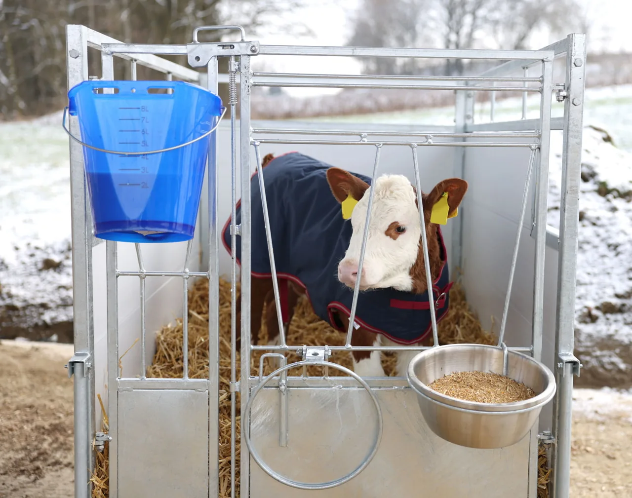Kalb mit grauer ThermoPlus-Kälberdecke in der Box, blauer Tränkeeimer und Schale, Winter