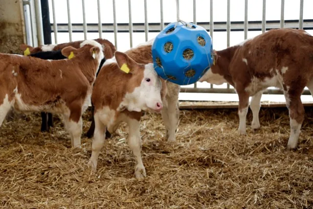 Kälber spielen im Stall mit dem blauen Kerbl Futterspielball