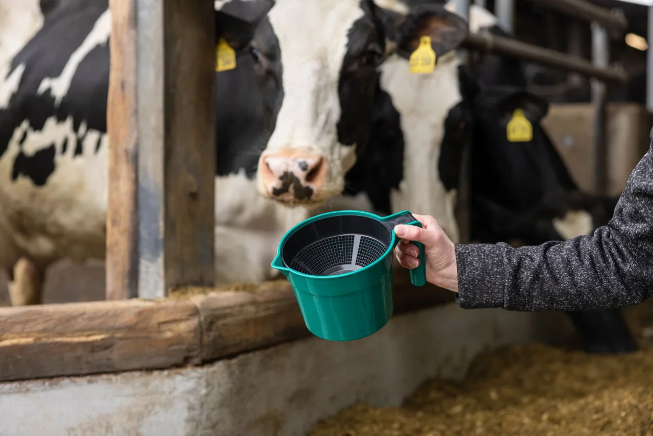 Hand hält den grünen Vormelkbecher vor Kühen am Fressgitter