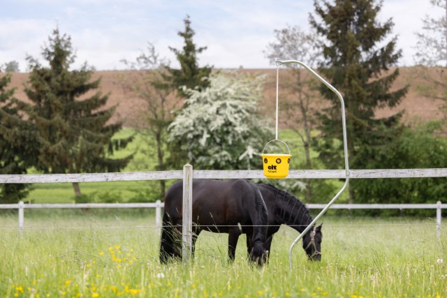 cit Fliegenfalle FlyCage6